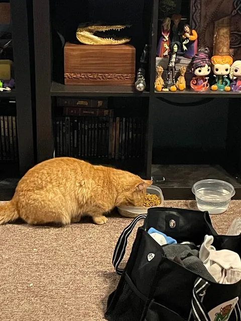 The poor little dude was screaming at our front door during the ice storm. He ended up getting real comfy real quick.