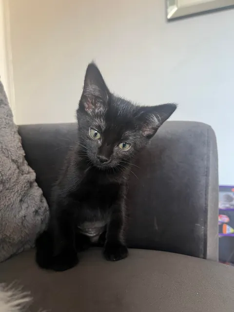 Officially a black cat owner😺