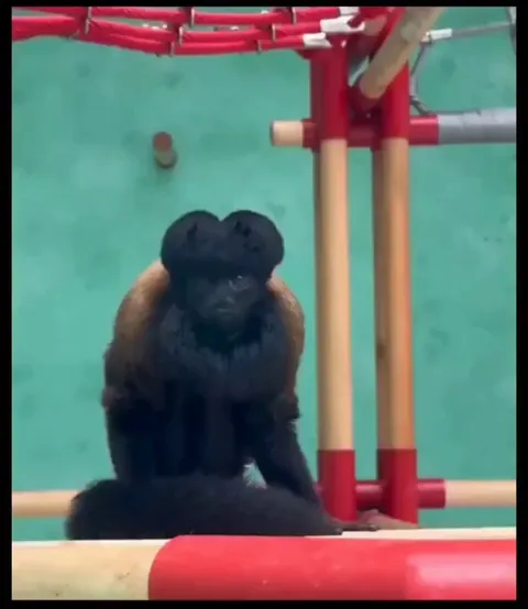 The appearance of black bearded saki monkey. They are critically endangered (only 2,500 left in the wild)