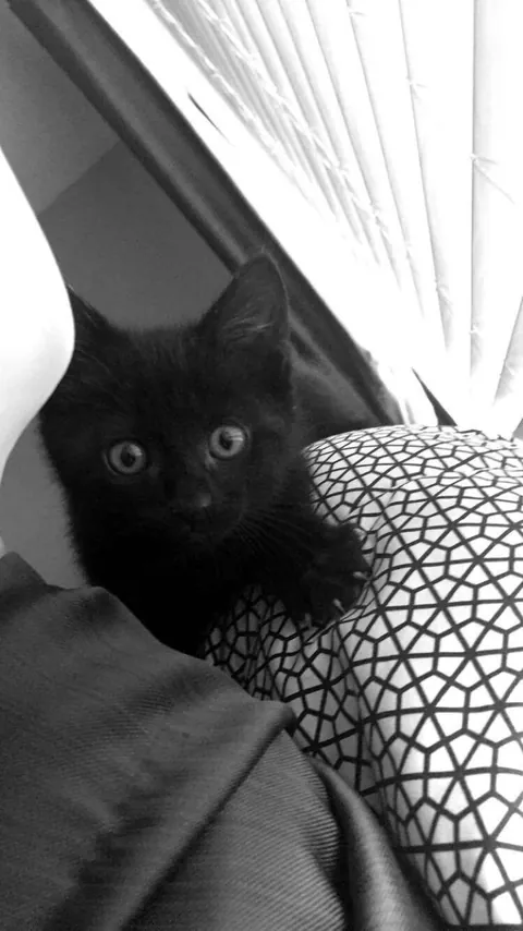 Happy 10th birthday 🖤🐈‍⬛