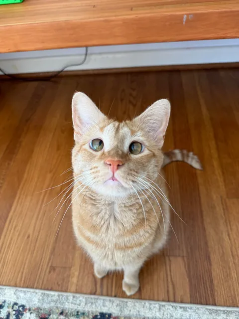 I’ve lost my best friend Link