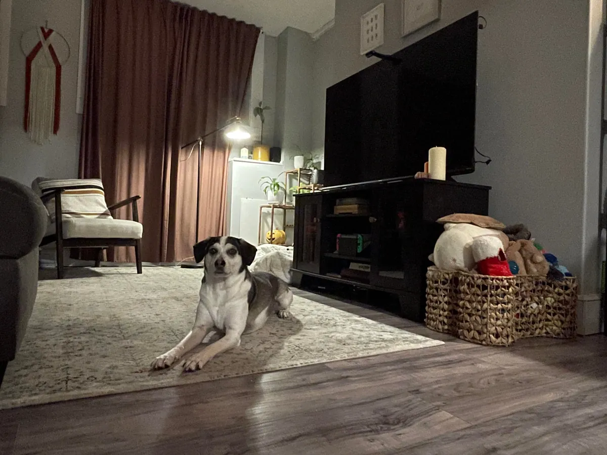 Always trying to make my grey apartment cozier