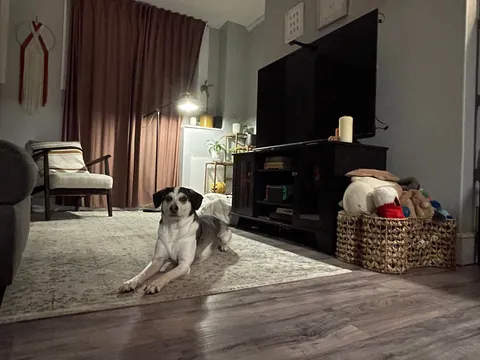 Always trying to make my grey apartment cozier