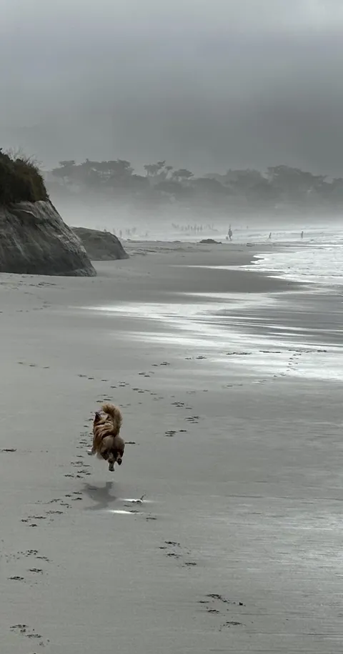 My new shelter pup's first trip to the beach!