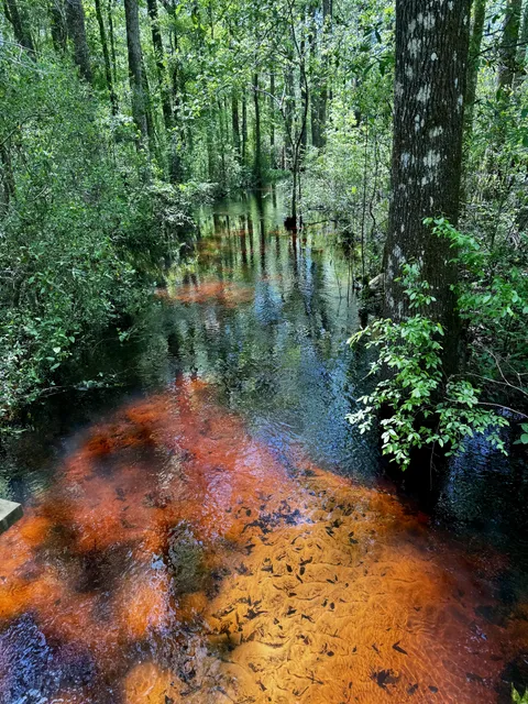 The color of a blackwater creek
