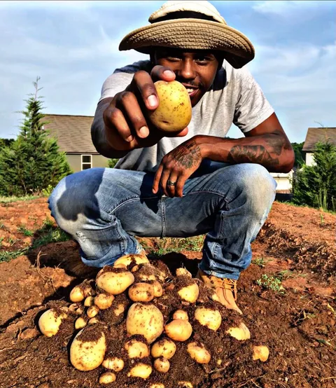 Yukon Gold Potato Harvest