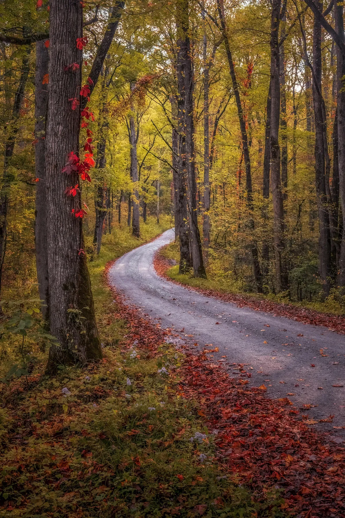 ITAP of an autumn road