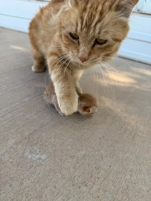 She wanted me to meet her kitten