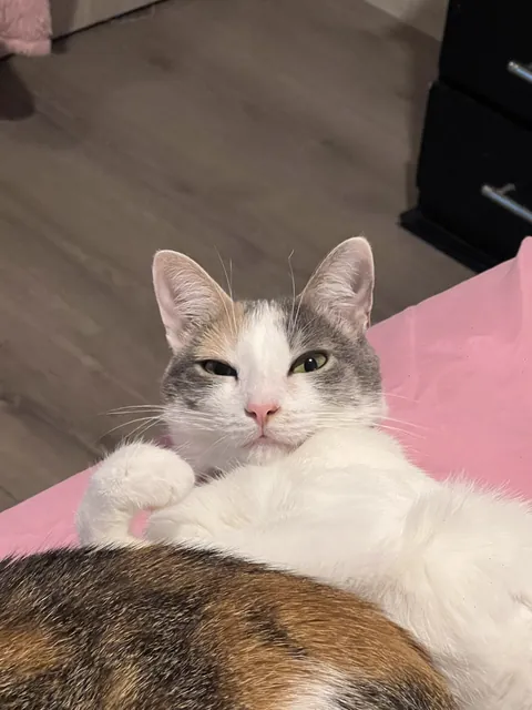 Very relaxed. Mildly suspicious