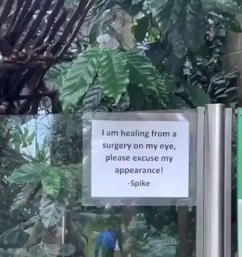 Healing from surgery