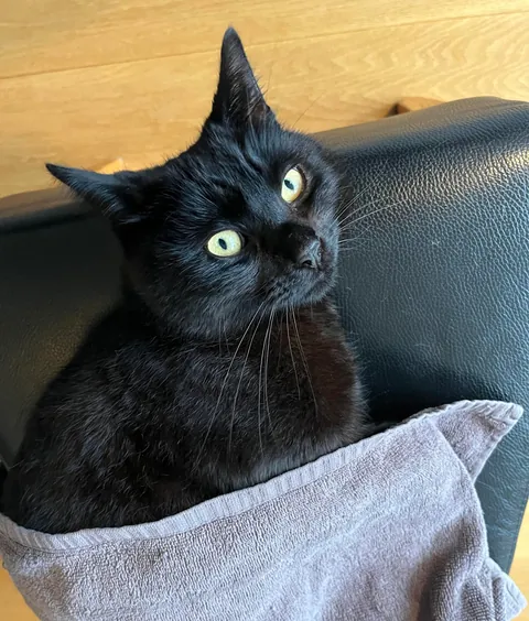 He just loves to sleep under his ‘blanket’