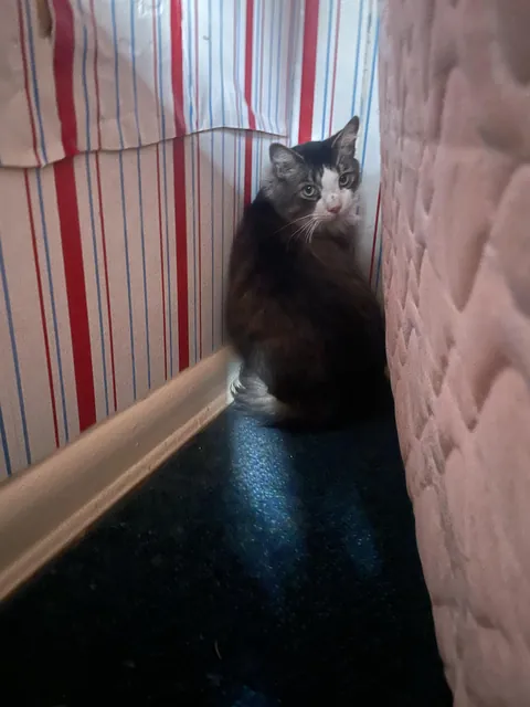 Shell shocked guy update: he’s hiding behind a mattress