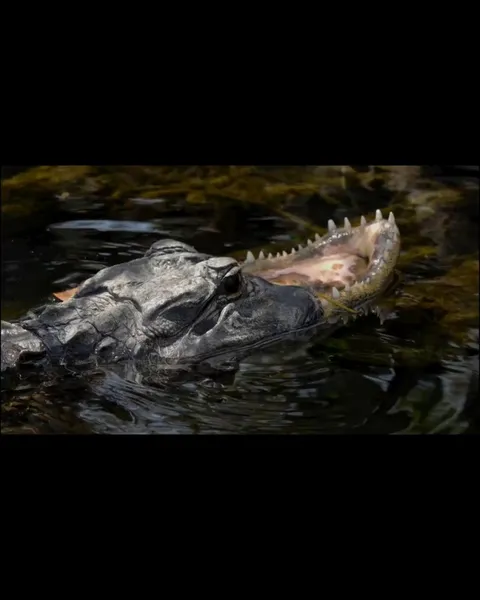 Jawless Alligator caught on camera in the Everglades National Park