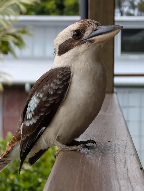 Kookaburra came to visit