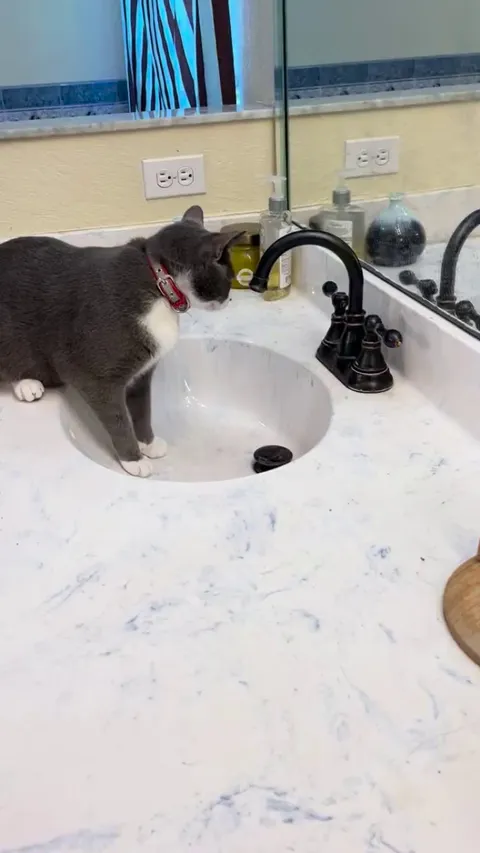 Help with advice please. My cat keeps turning on the water in my sink!