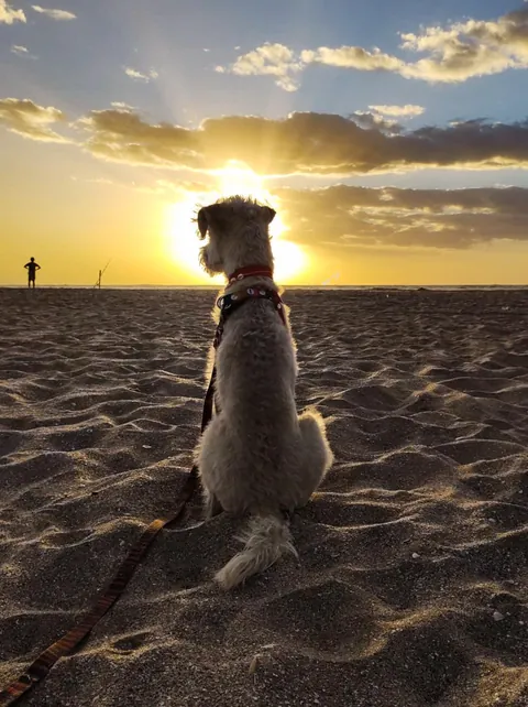 ITAP of my dog watching the dawn (and a fisherman)