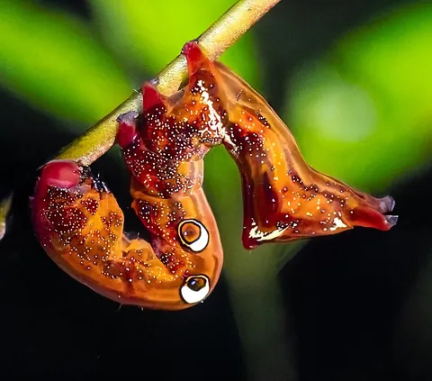 Madagascar : a dying Eden.  It needs you.