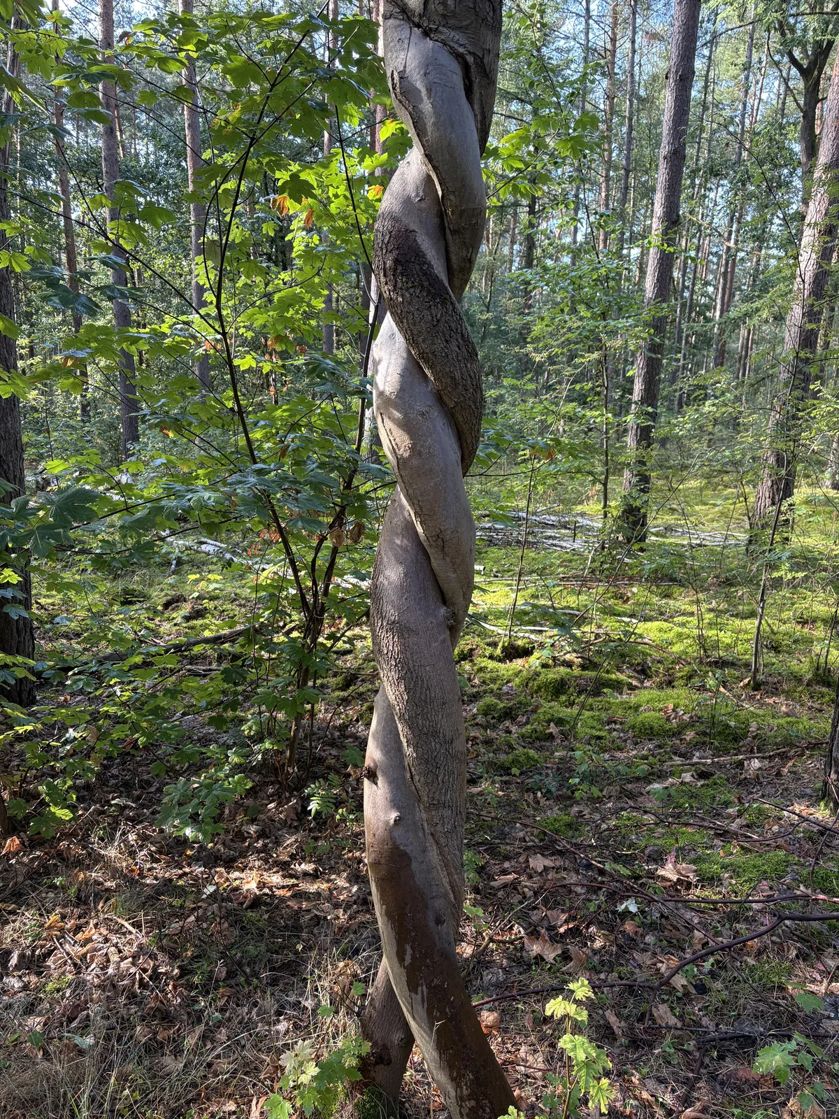 This tree I found in the forest looks like it’s been braided.