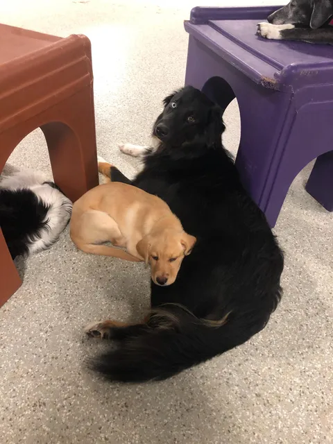 Murphy, my very shy dog, befriended a golden retriever puppy at doggie daycare.