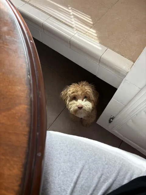 My dog does not beg or bark for food, she just death stares me. Creeps me out.