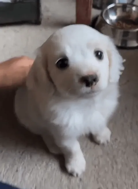 those eyes speaks...so cute🥰