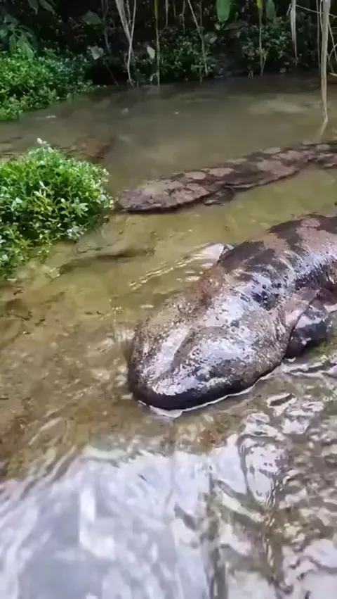 🔥 A pair of giant salamanders