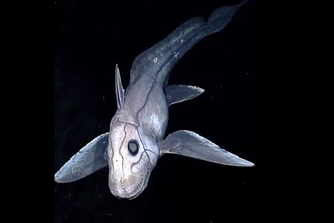 🔥A ghost shark