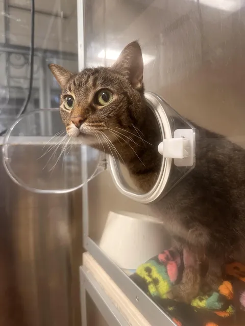 My cat sticking her head out of her oxygen tank glaring at her loud neighbor the bird at the pet hospital 😅