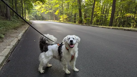 Great Pyranese x Mastiff