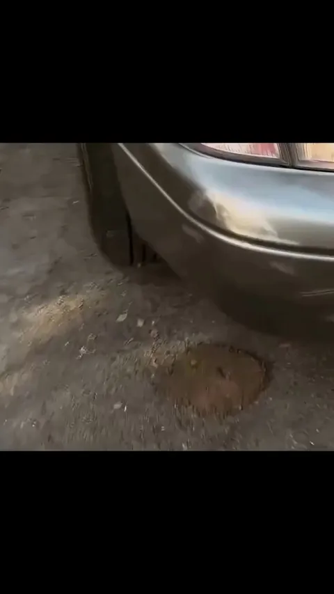 The Diabolical Ironclad Beetle can withstand forces up to 39,000 times its body weight, even surviving being run over by a car. Its shell’s interlocking structure spreads pressure, a design now studied for stronger materials