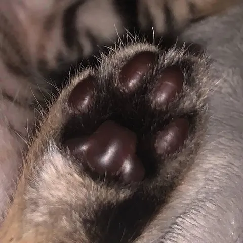 The blackest beans.