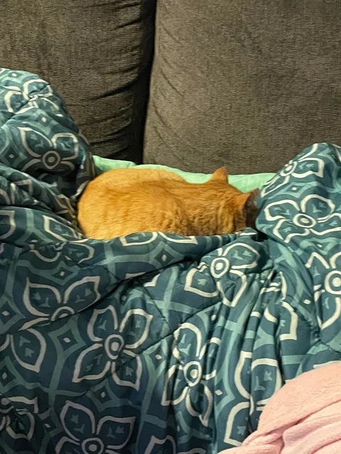 The poor little dude was screaming at our front door during the ice storm. He ended up getting real comfy real quick.