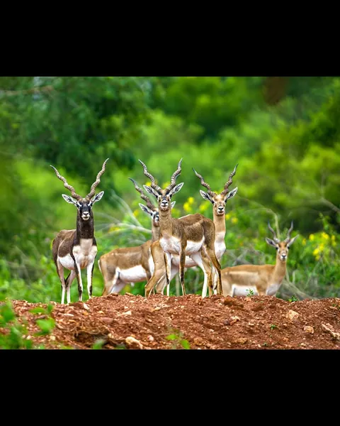 wildlife photography from the Indian wilderness