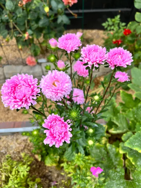 Some flowers I grew from seed this year 💐
