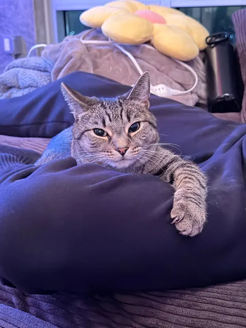 My cat is obsessed with my bf