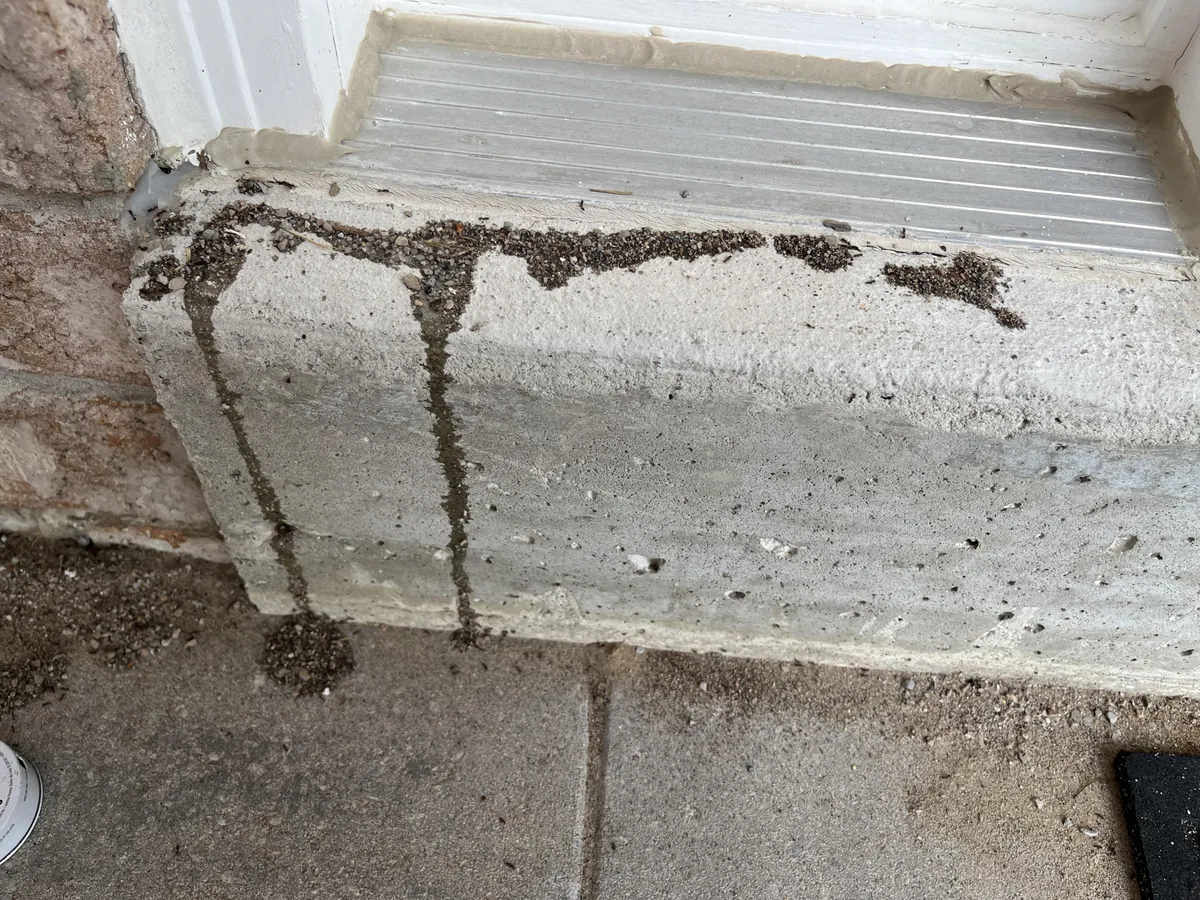 Ants covered my homemade bait with rocks overnight