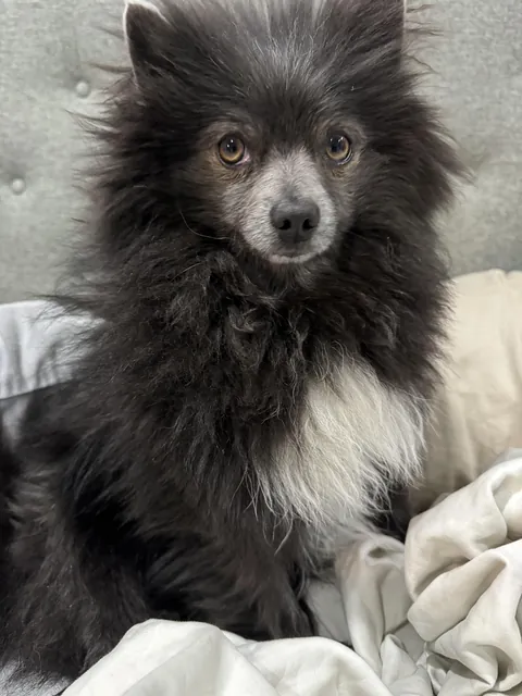 This is Beep. He sat in a NYC shelter for 5 weeks before we were approved to bring him home to Virginia. We rescued him, but he really rescued us