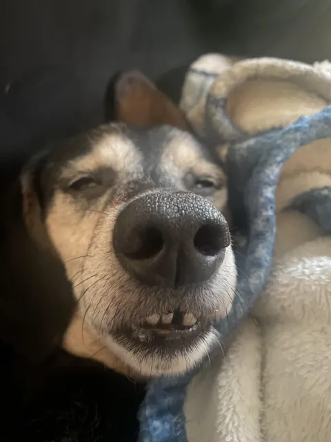 My 14 year old mutt had a hard day at the office.
