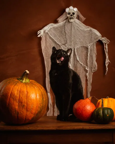 had an halloween photoshoot with 2 of my 3 black floofs (3rd one is shy)