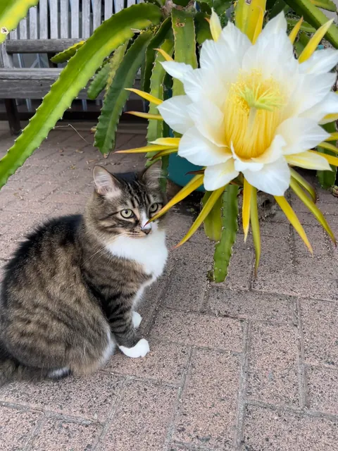 Such beauty - Costa Rica Dragon Fruit Flowers