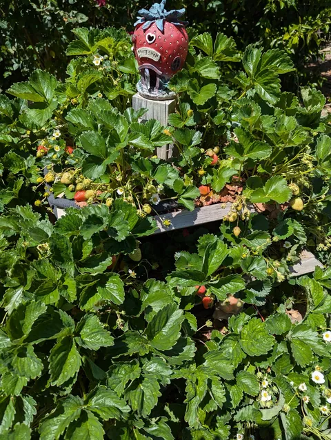 The strawberry pyramid 