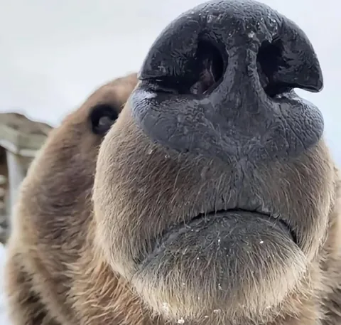 🔥 Bear Selfies 🔥