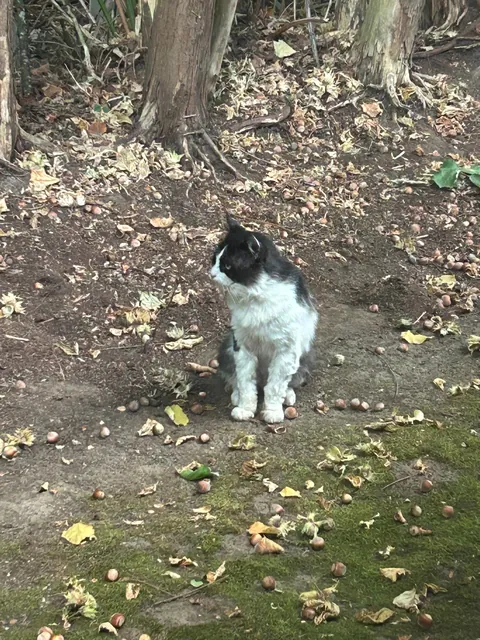 I was followed by a stray cat for 2.5 years, even through a move