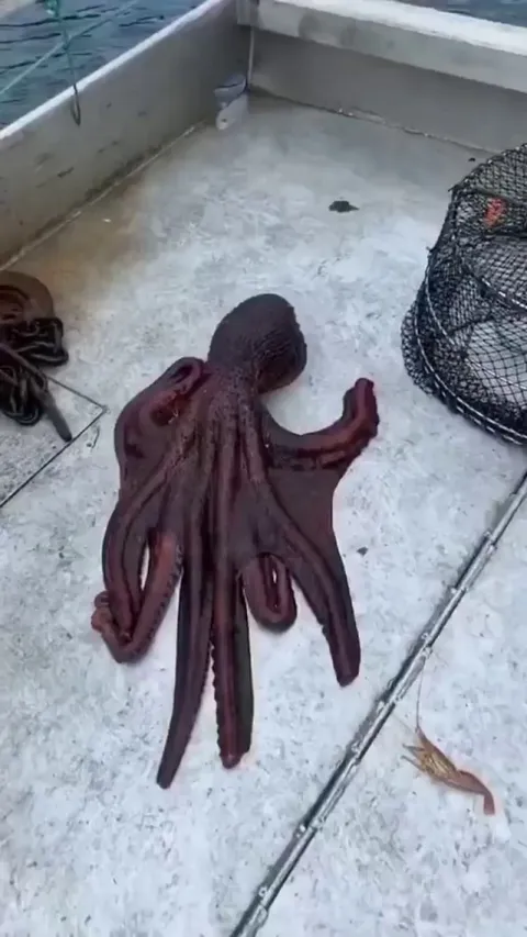 🔥 Octopus escape from fishing trawler