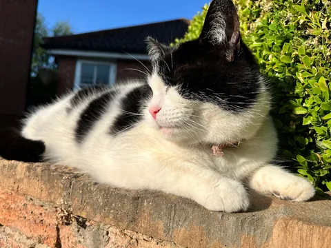 My beautiful Daisy 🌼 passed this morning. These are my favourite photos of her