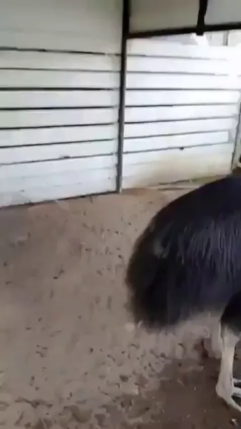 That’s not a bird, it’s a damn dinosaur