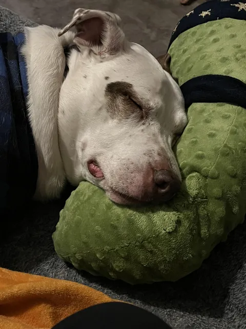 We got Finley a pickle yesterday