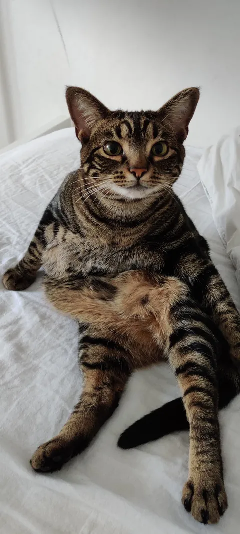 I'm convinced my cat is just a lil dude in a cat costume