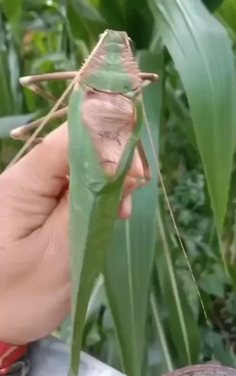 The Giant Malaysian Katydid is a species of carnivorous giant katydid. It is one of the largest insects in the world. This is its sound