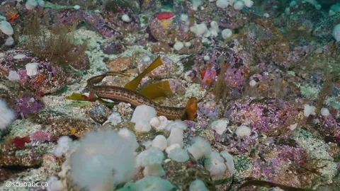 🔥 Check out the beautiful colors on this baby wolf eel [OC]